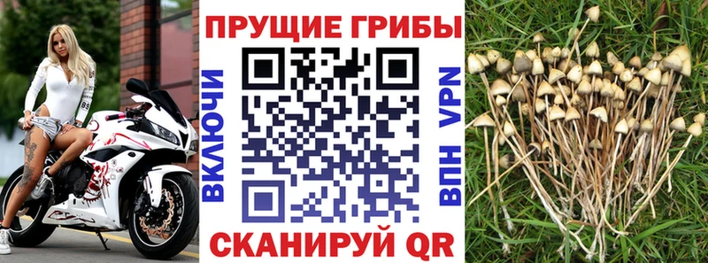 где купить наркоту  Шали  Галлюциногенные грибы ЛСД 
